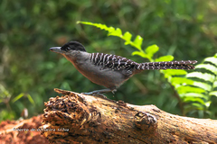 Batara cinerea