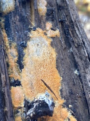 Hydnophlebia