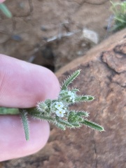 Cryptantha maritima maritima