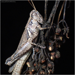 Melanoplus cinereus