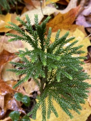 Dendrolycopodium