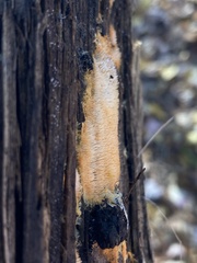 Hydnophlebia
