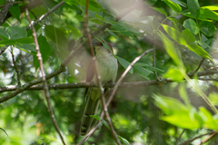 Coccyzus erythropthalmus