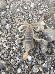 Paravaejovis confusus