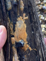 Hydnophlebia