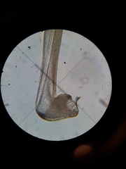 Dicranopalpus caudatus
