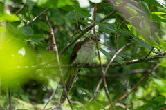 Coccyzus erythropthalmus