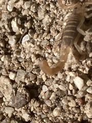 Paravaejovis confusus