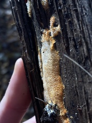 Hydnophlebia