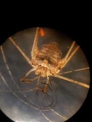 Dicranopalpus caudatus