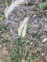 Bothriochloa laguroides