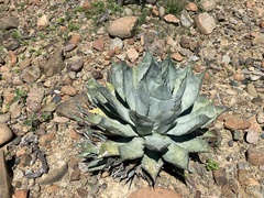 Agave vizcainoensis