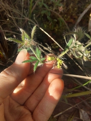 Xanthosia huegelii