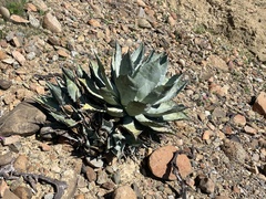Agave vizcainoensis