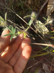 Xanthosia huegelii