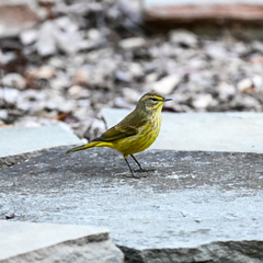 Setophaga palmarum hypochrysea