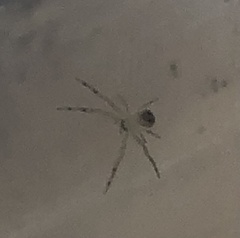 Latrodectus geometricus