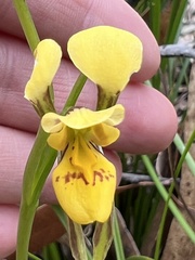 Diuris aurea