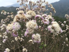 Vernonanthura squamulosa