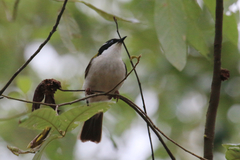 Melithreptus albogularis
