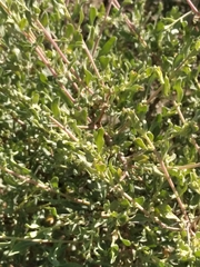 Atriplex polycarpa