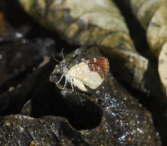 Heterusia
