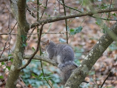 Sciurus carolinensis