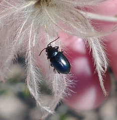 Altica obliterata