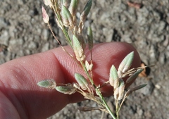 Eragrostis unioloides
