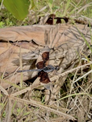 Erythrodiplax funerea