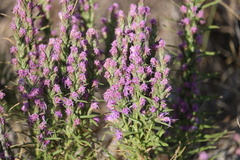 Liatris punctata