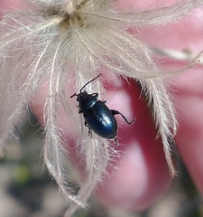 Altica obliterata