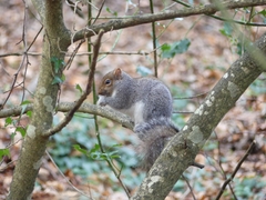 Sciurus carolinensis