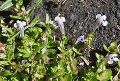 Lindernia rotundifolia