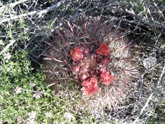Ferocactus peninsulae