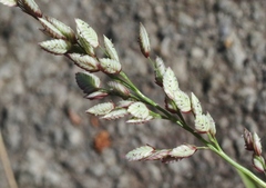 Eragrostis unioloides