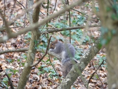 Sciurus carolinensis