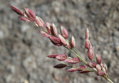 Eragrostis unioloides