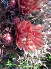Ferocactus peninsulae