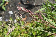 Eragrostis unioloides