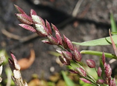 Eragrostis unioloides