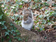 Sciurus carolinensis