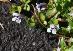 Lindernia rotundifolia