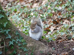 Sciurus carolinensis
