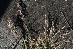 Eragrostis unioloides