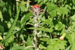Castilleja arvensis arvensis
