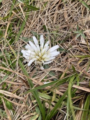Hypochaeris sessiliflora