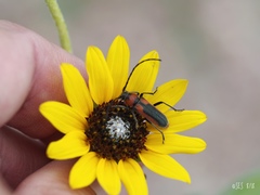 Crossidius discoideus sayi