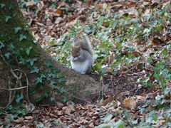Sciurus carolinensis