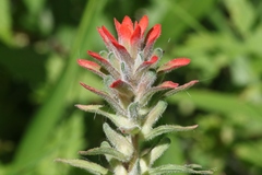 Castilleja arvensis arvensis